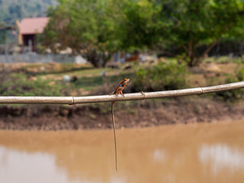 Bird perching on a tree
