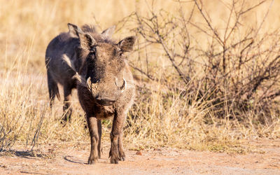 South africa kruger nation park animal in the wild bushland savanna sunset common warthog