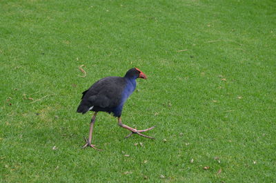Bird perching on field