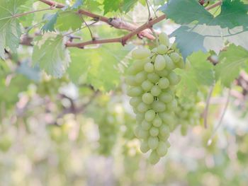 Low angle view of grapes growing on tree