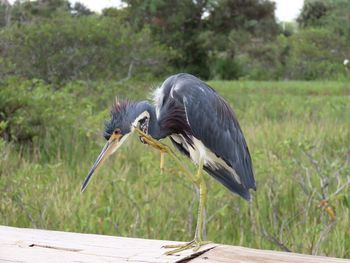 High angle view of gray heron on wood