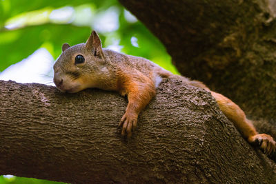 Close-up of squirrel on tree trunk