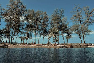 Trees by sea against clear sky