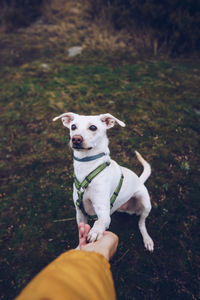 High angle view of dog standing on field