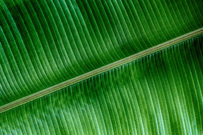 Full frame shot of banana leaf