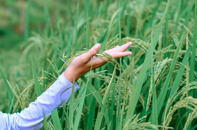 Cropped hand of woman holding plant