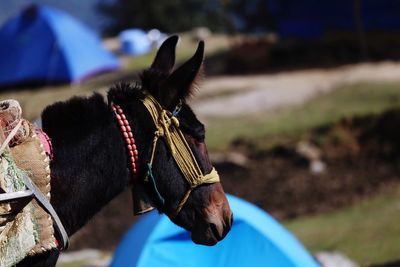 Cropped image of horse on field