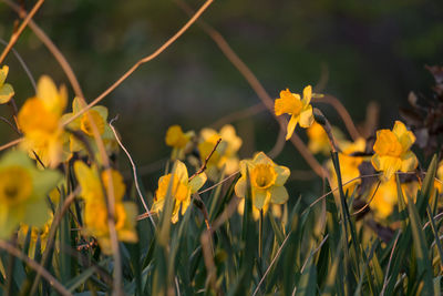 Close-up of yellow flowers blooming on field