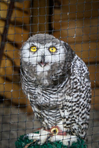 Portrait of owl in cage at zoo