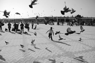 View of birds on shore