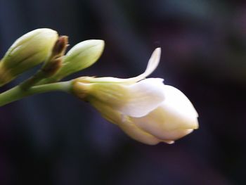 Close-up of white flowers
