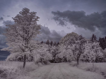 Trees on snow covered field against sky