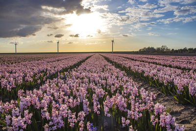 Purple flowering plants on field against sky during sunset