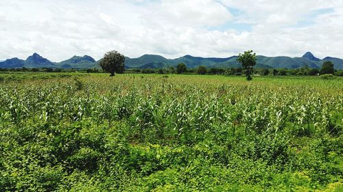 Scenic view of oilseed rape field against cloudy sky