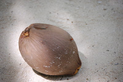 Close-up of animal shell