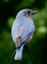 Close-up of bird perching outdoors