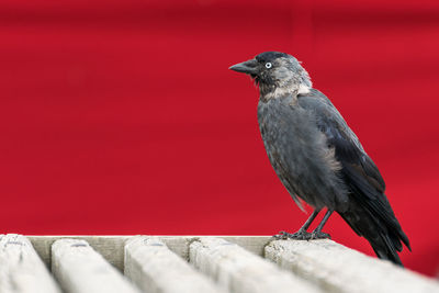 Close-up of bird against red background