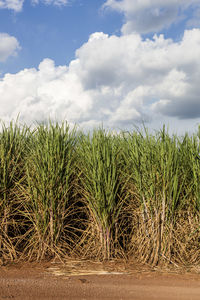 Crops growing on field against sky