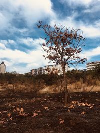 Bare trees on field against sky