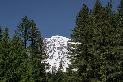 Low angle view of trees in forest against sky