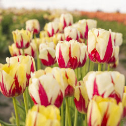 Close-up of flowers blooming outdoors