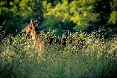 Deer in forest