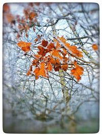 Close-up of maple leaves on tree