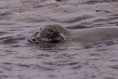 Grey seal in the sea