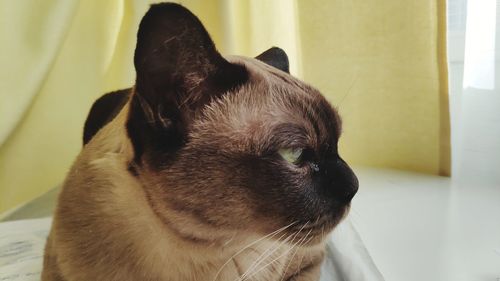 Close-up of dog looking away at home