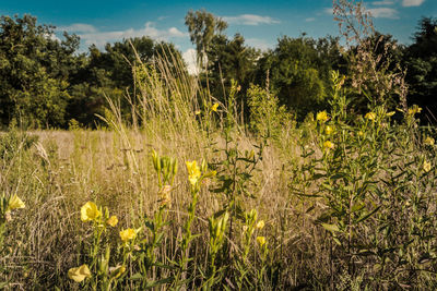 Plants growing on field