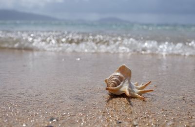 View of sea at beach