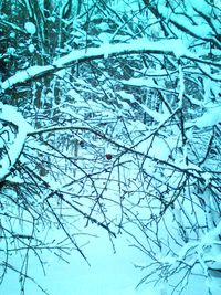 Close-up of bare tree branches during winter