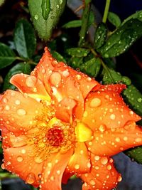 Close-up of raindrops on leaf