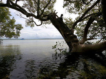 Tree by lake against sky