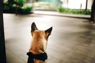 Dog looking away while sitting on floor