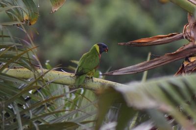 Close-up of birds perching on branch