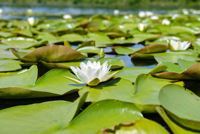 Close-up of lotus water lily in lake