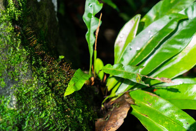 Close-up of fresh green plant