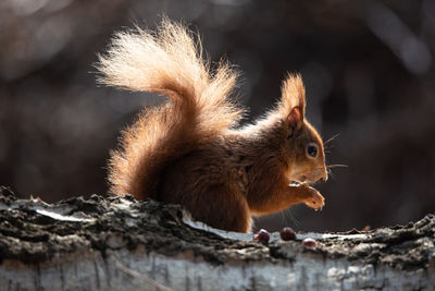 Close-up of squirrel on tree trunk