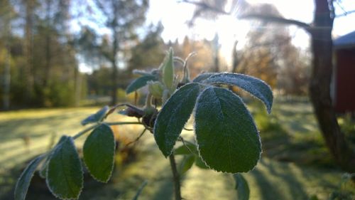 Close-up of green leaves on plant