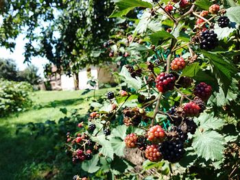 Blackberries growing in garden during sunny day