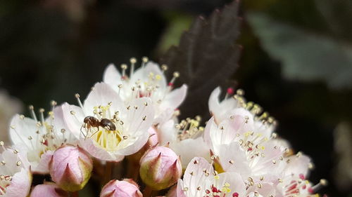 Close-up of ant on flowers