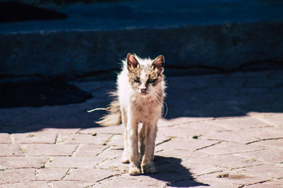 Portrait of cat on footpath