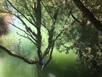 Reflection of trees in lake