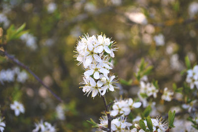 Close-up of white flowers