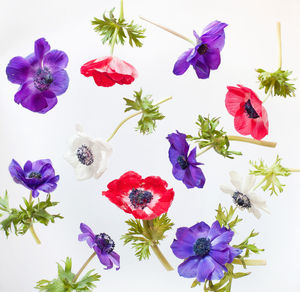 Close-up of red flowers