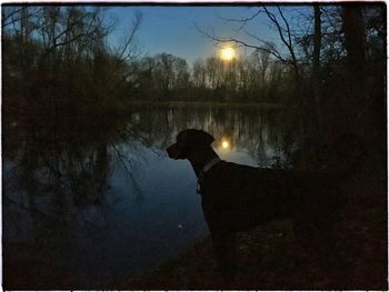 Reflection of trees in water