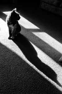 High angle view of dog shadow on floor