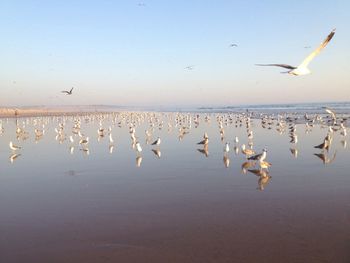 Birds flying over lake against sky