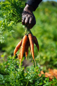 Close-up of hand holding carrots